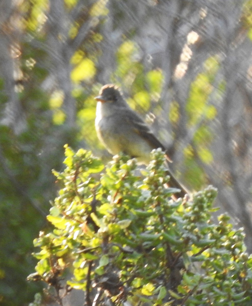 Western Wood-Pewee - ML260920291