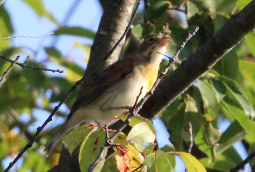 Dickcissel - ML260920331