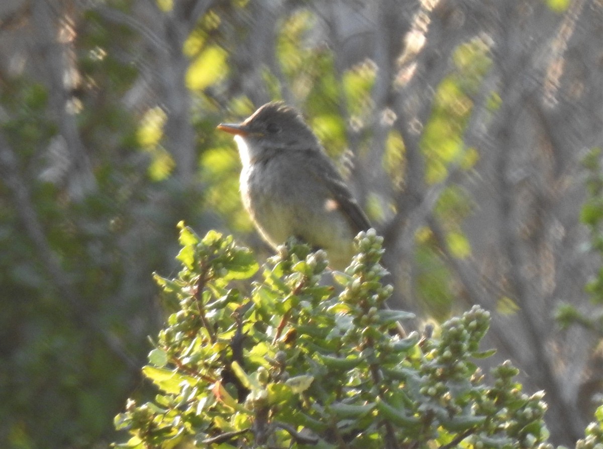 Western Wood-Pewee - ML260920381