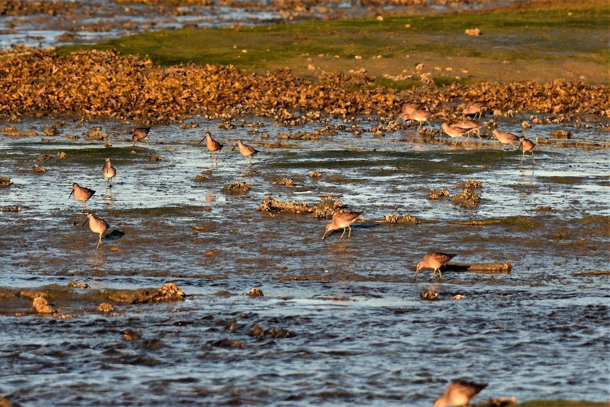 Short-billed/Long-billed Dowitcher - Kelly Kirkpatrick