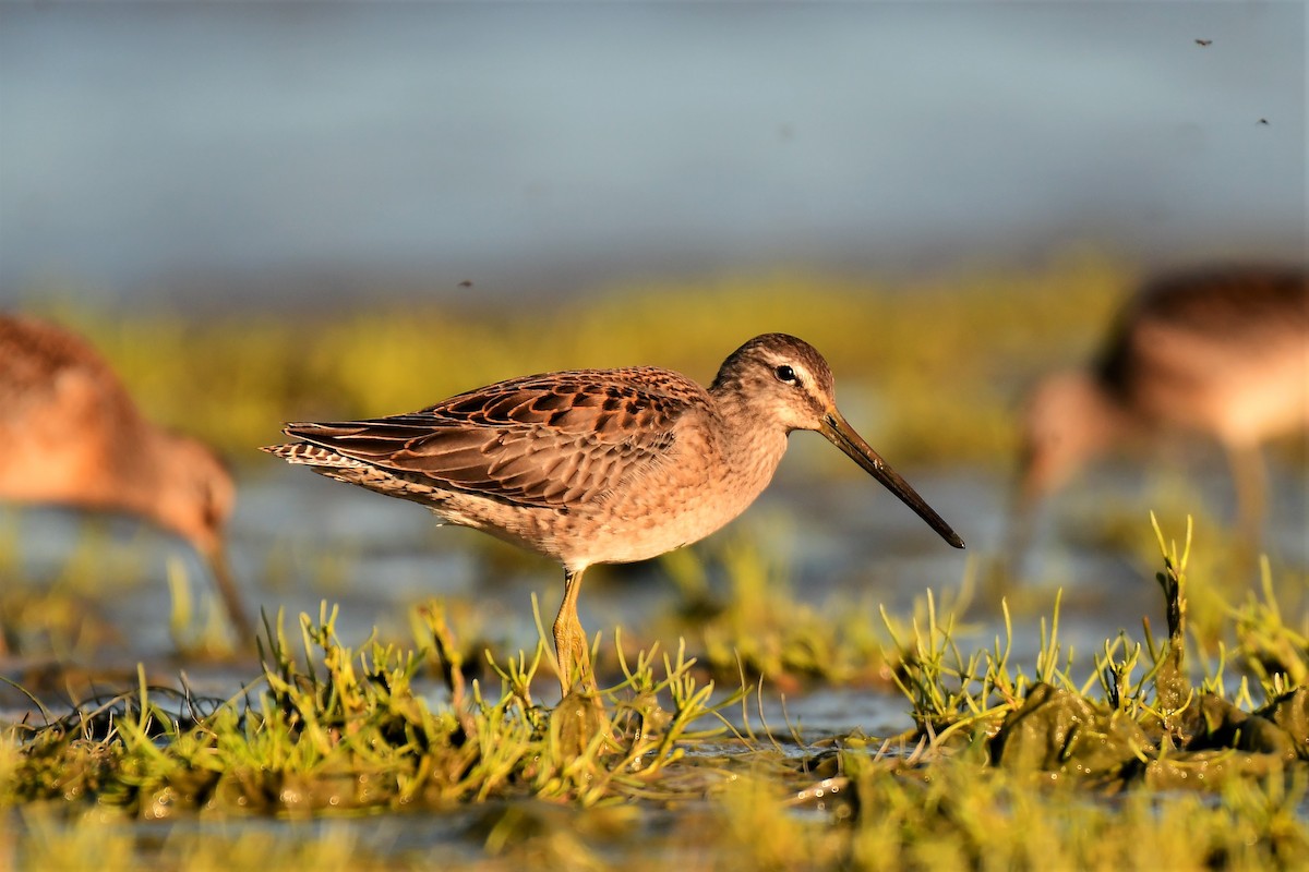 Short-billed/Long-billed Dowitcher - Kelly Kirkpatrick