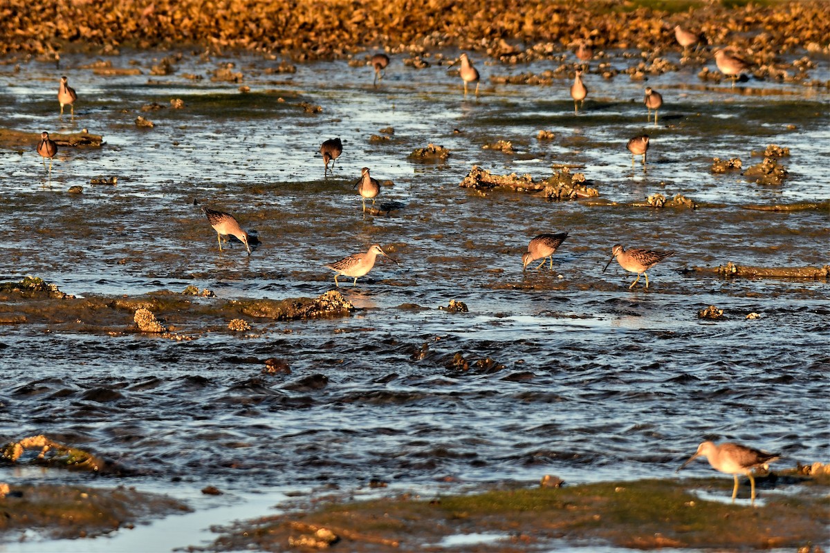 Short-billed/Long-billed Dowitcher - ML260920811