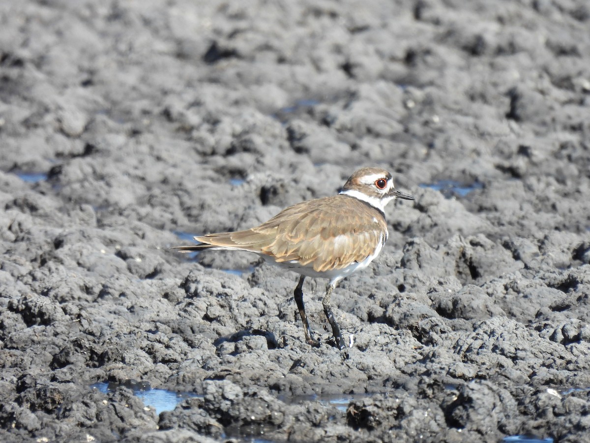 Killdeer - ML260921471