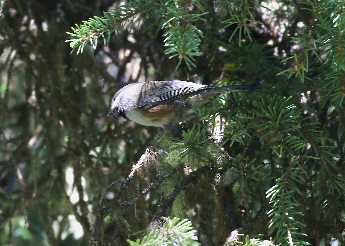 Boreal Chickadee - ML260922651