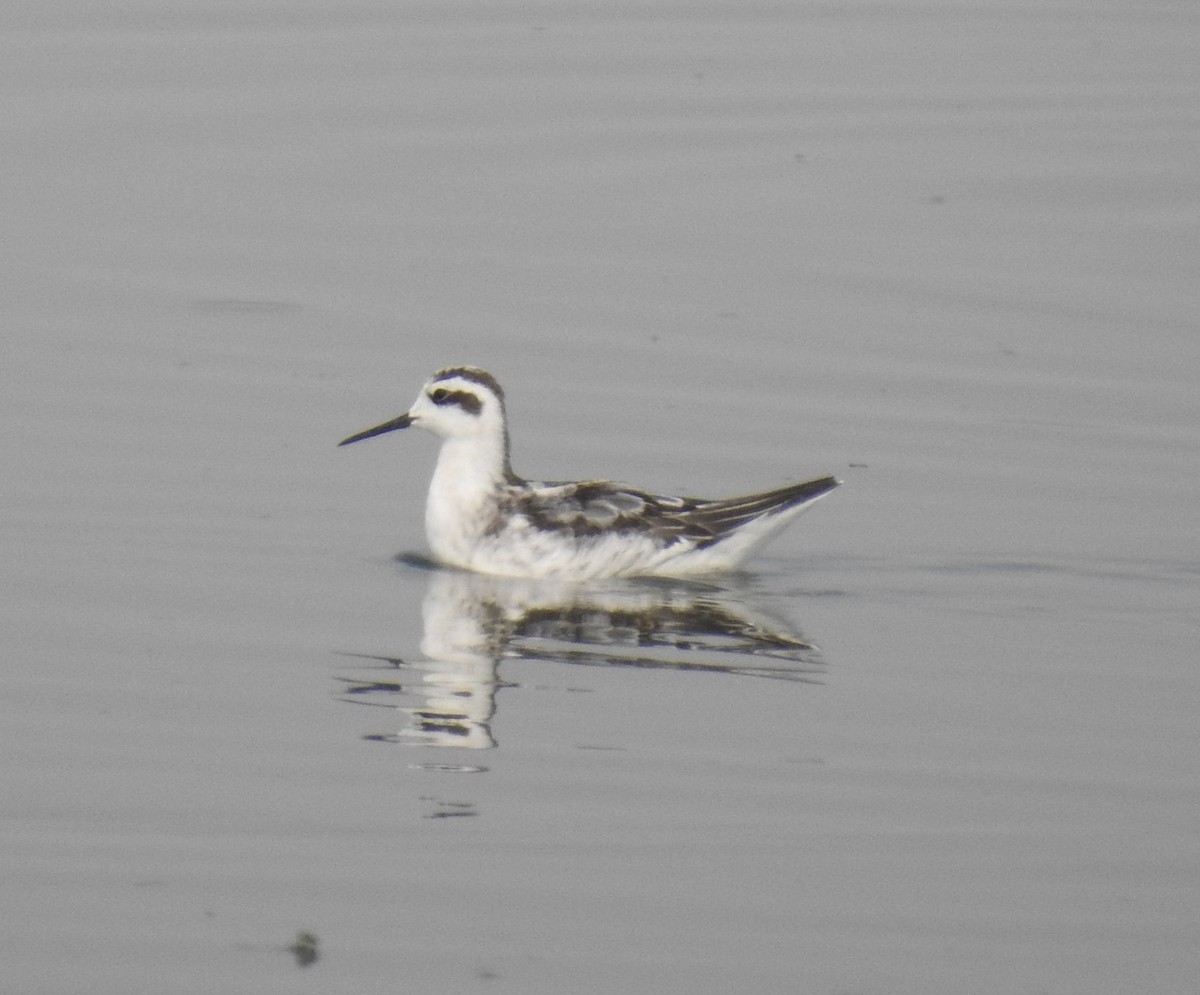 svømmesnipe - ML260923501