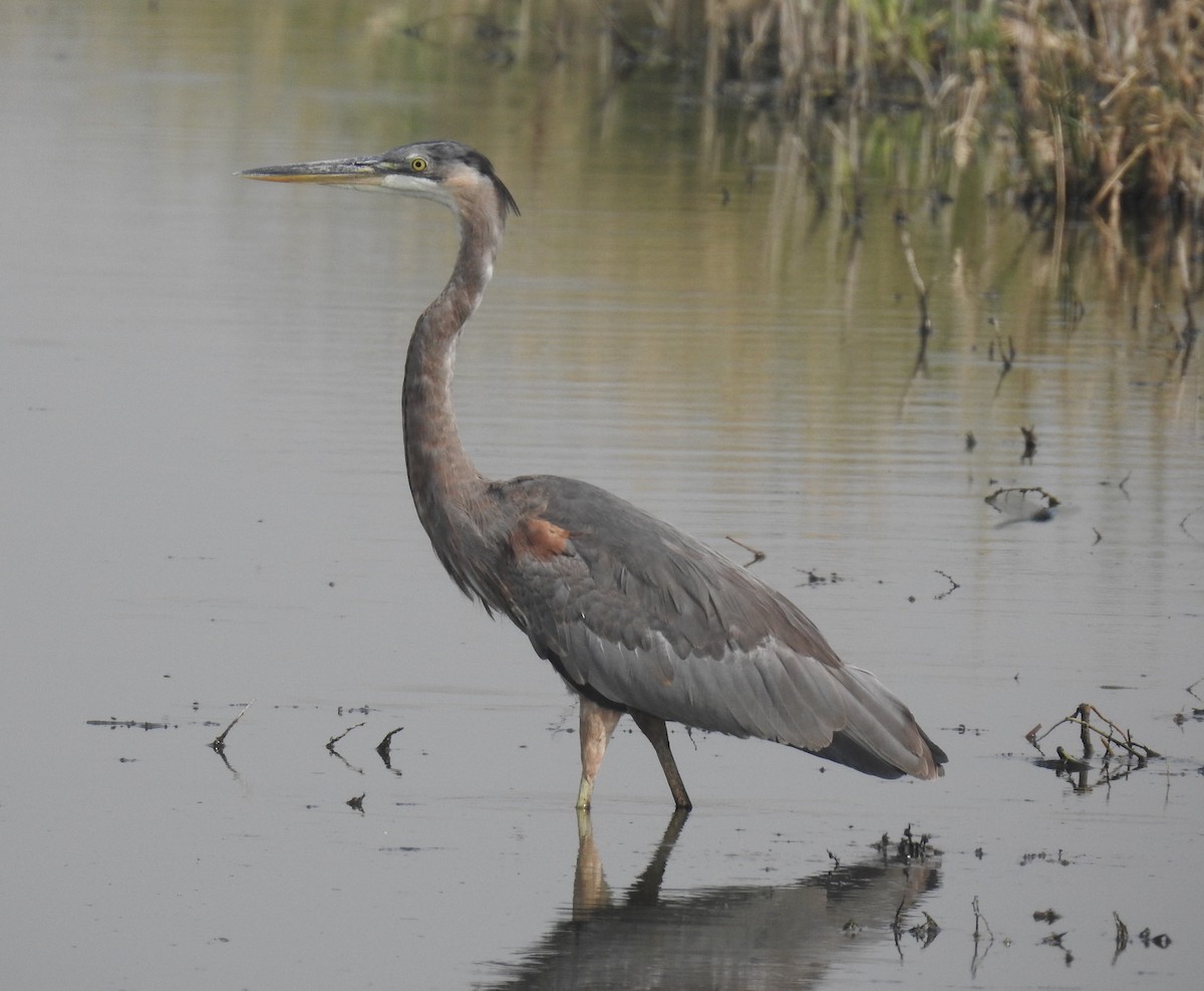 Great Blue Heron - ML260923581