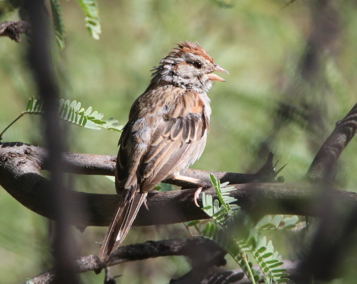 Rufous-winged Sparrow - ML260923781