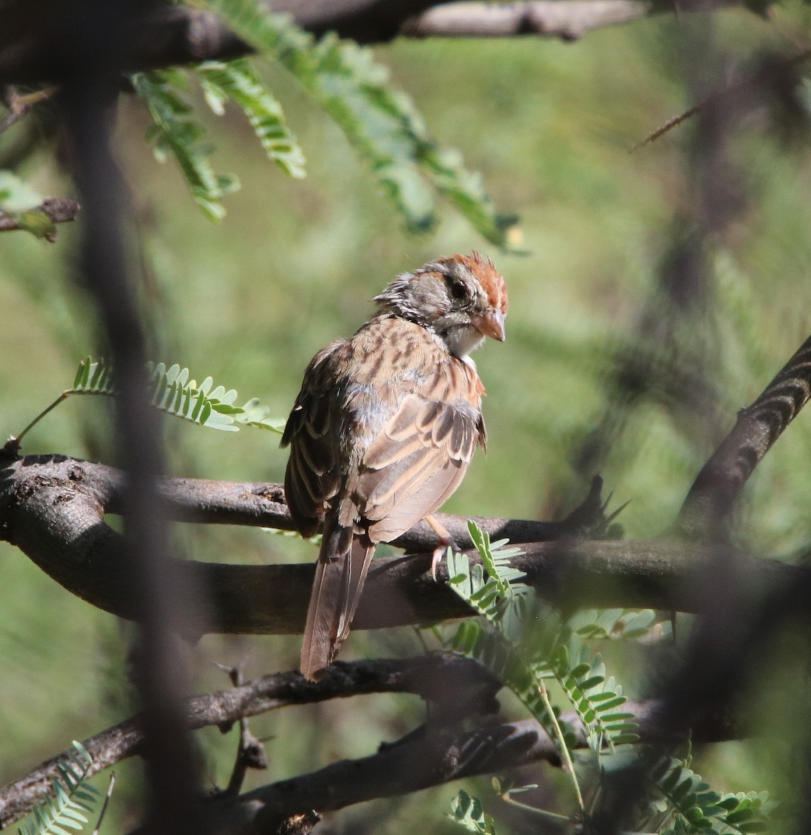 Rufous-winged Sparrow - ML260923831