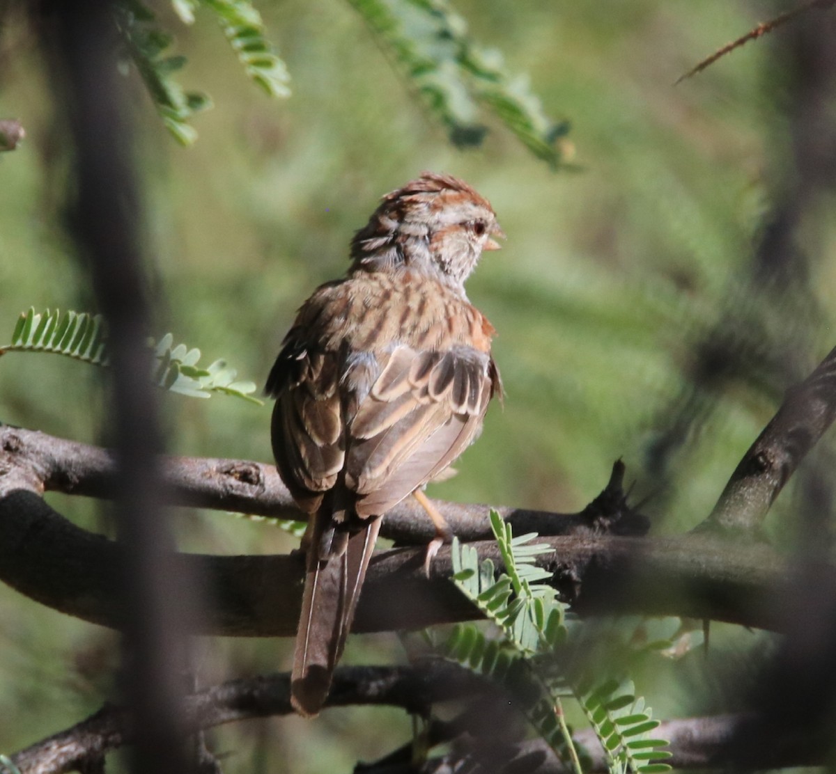 Rufous-winged Sparrow - ML260923871