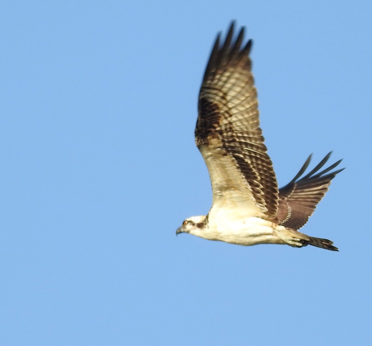 Osprey - ML260923911