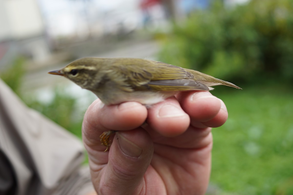 Arctic Warbler - ML260924181