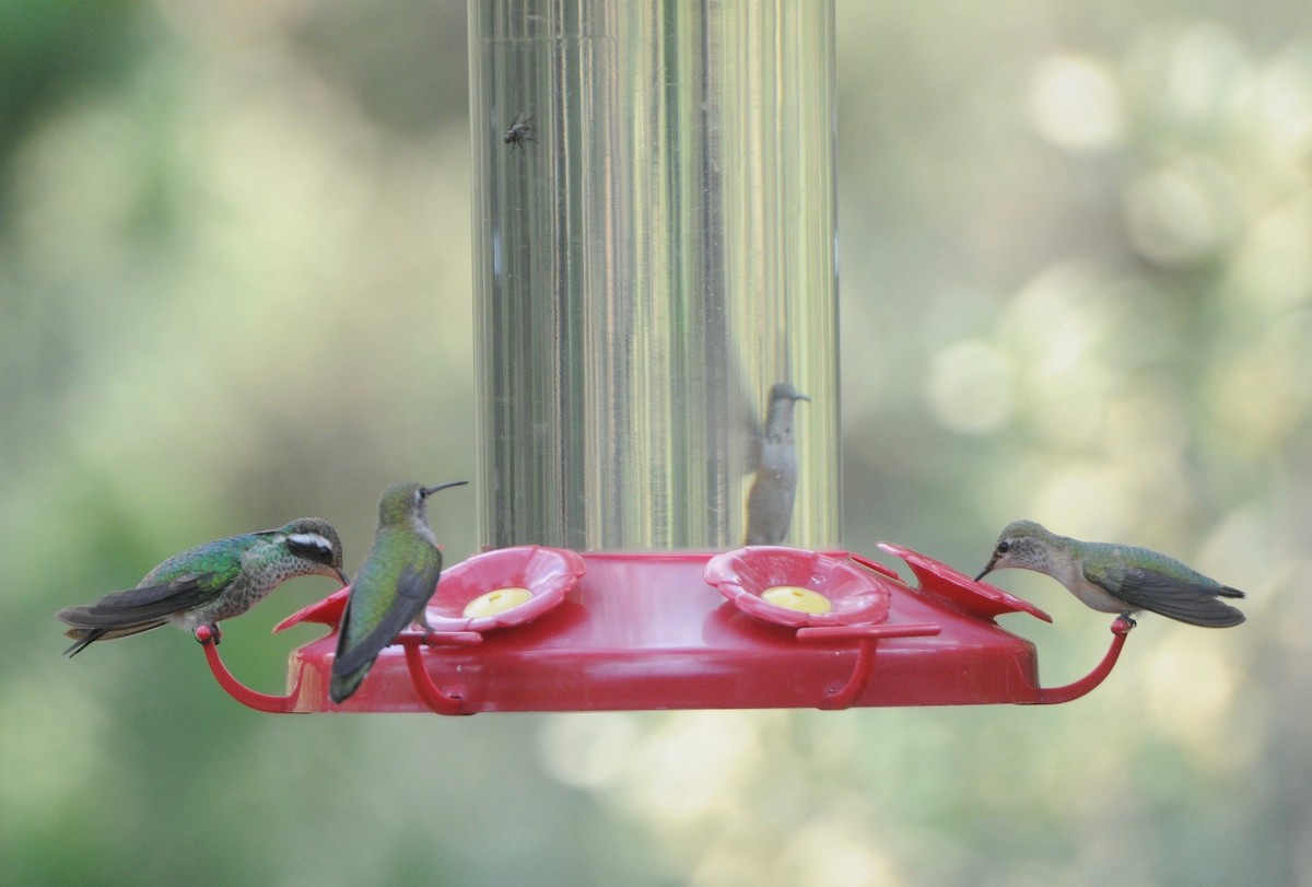 White-eared Hummingbird - Donna L Dittmann