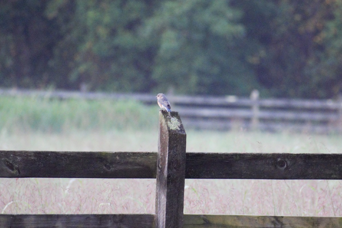 Eastern Bluebird - ML260928671