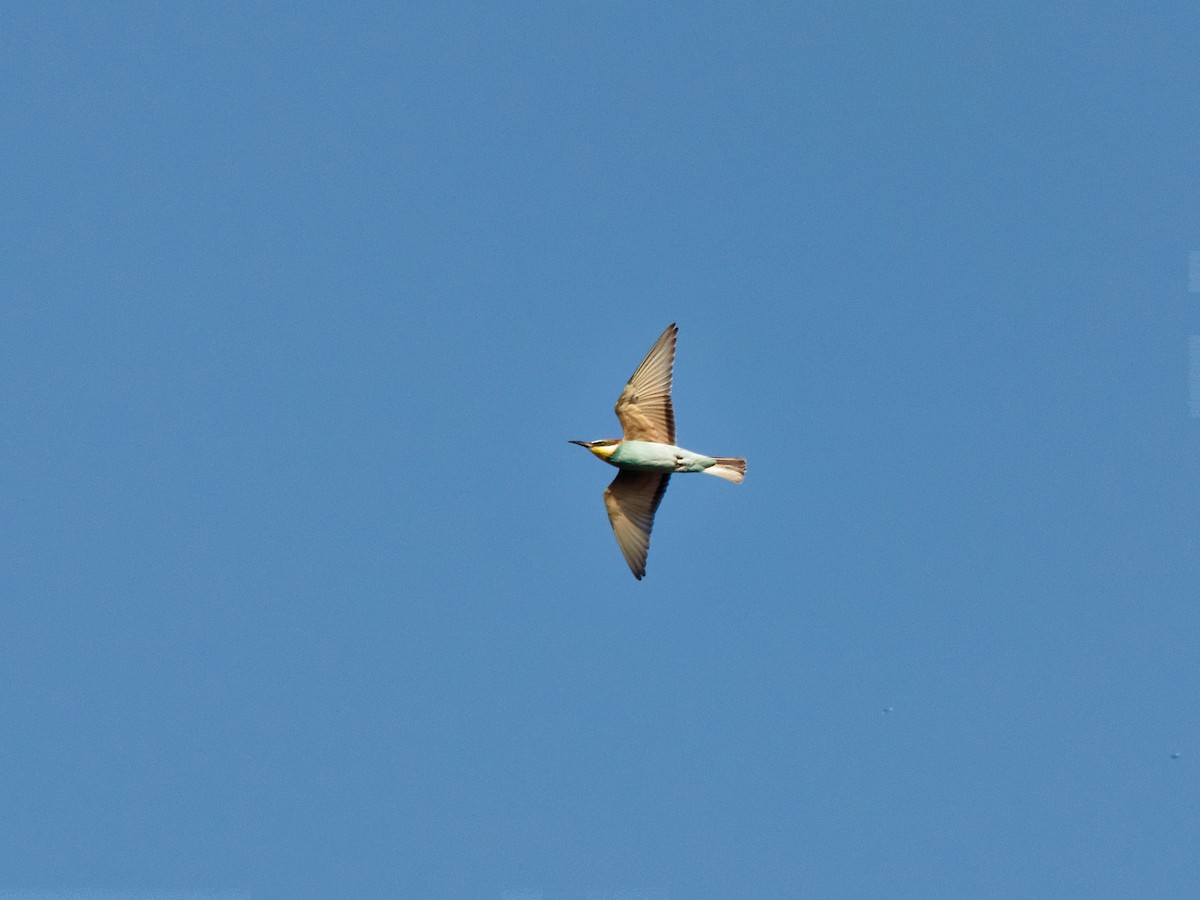 European Bee-eater - özerk sonat pamir