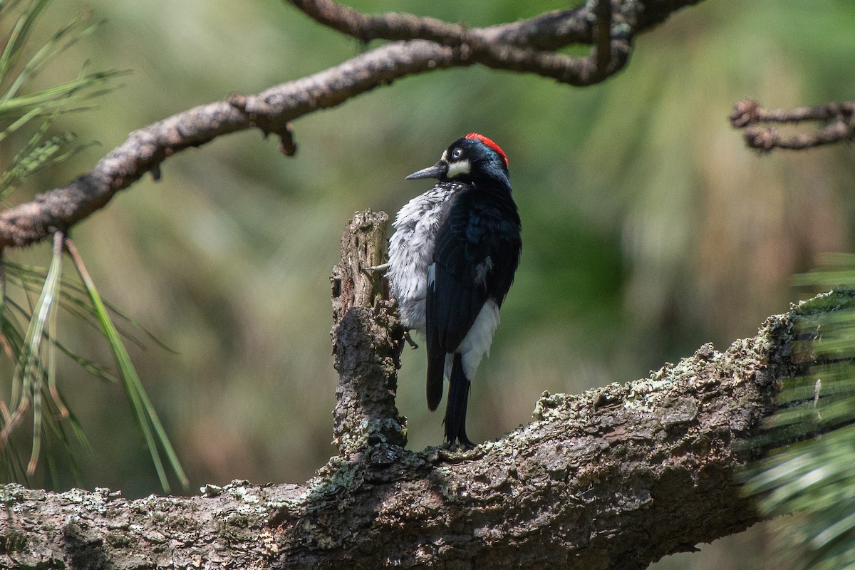 Acorn Woodpecker - German Garcia