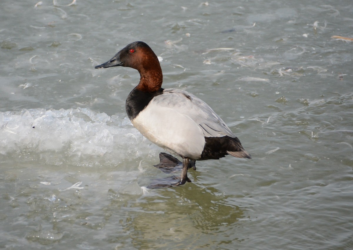 Canvasback - ML26092991