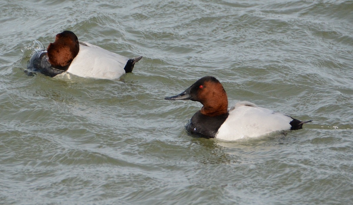 Canvasback - ML26093011