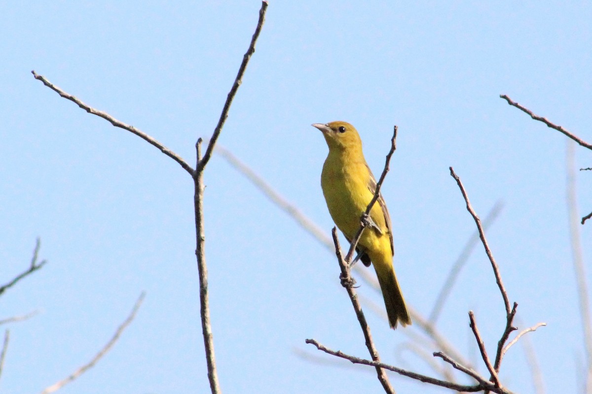 Orchard Oriole - ML260930301
