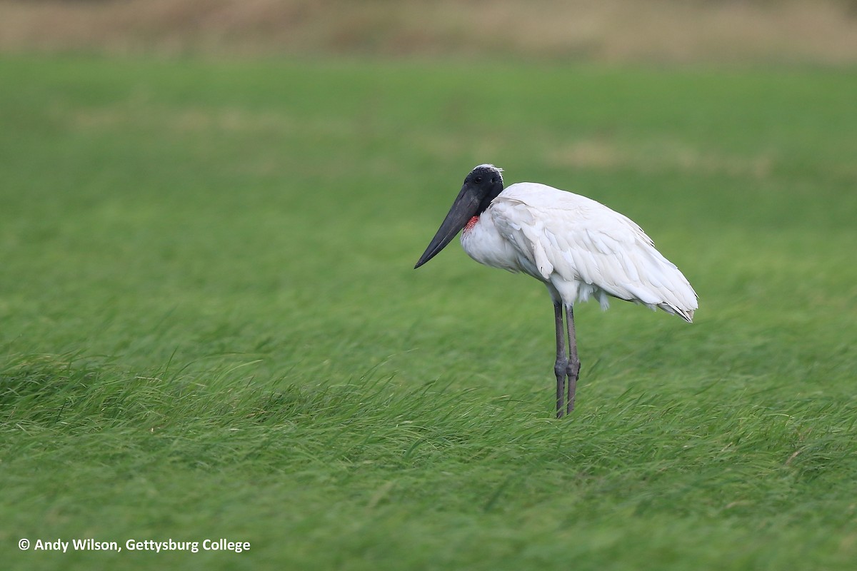 Jabiru - Andy Wilson