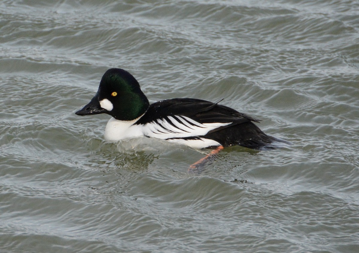 Common Goldeneye - ML26093171