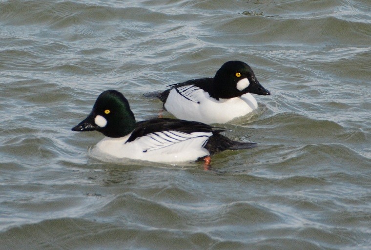 Common Goldeneye - ML26093181