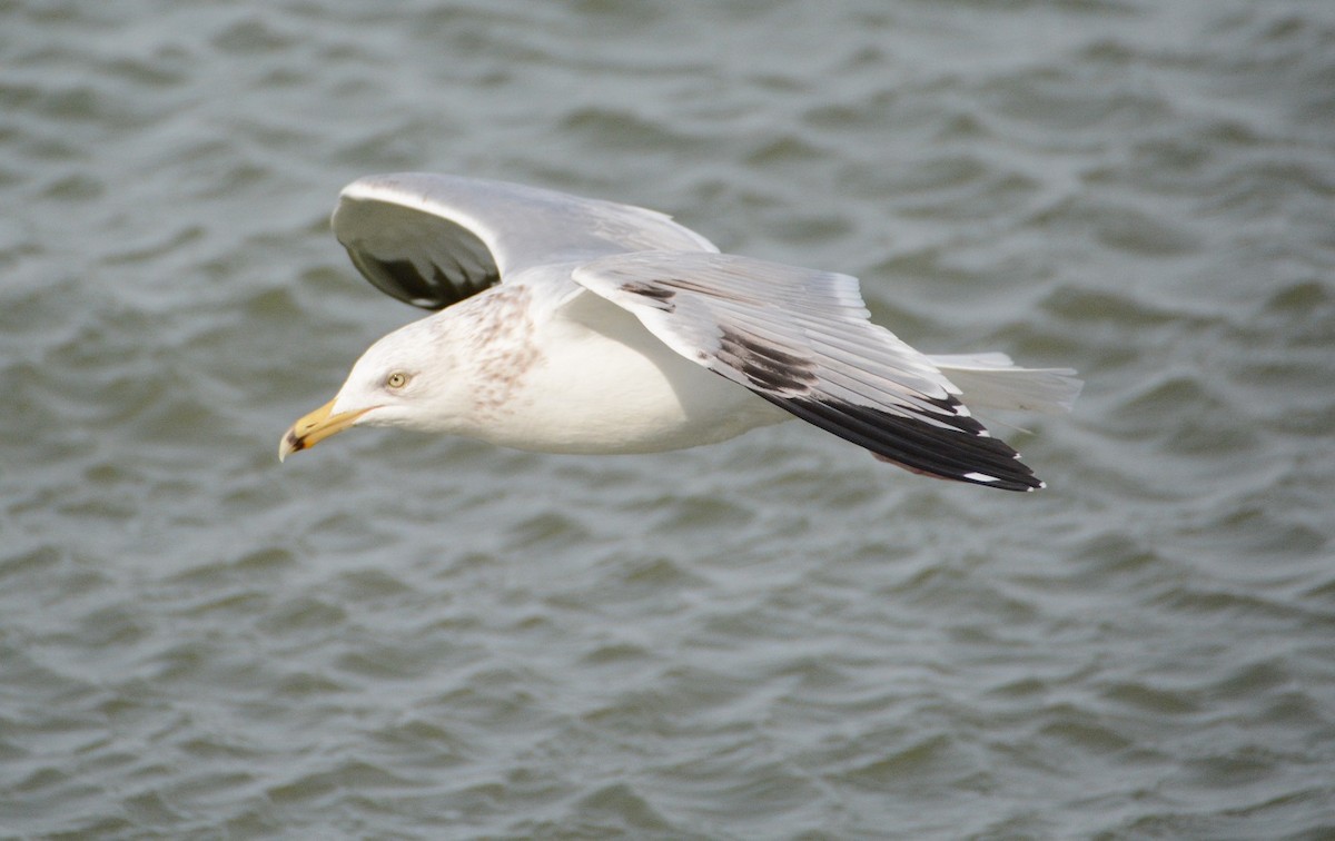 Gaviota Argéntea - ML26093201