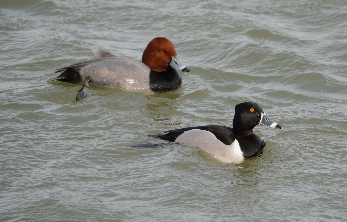 Ring-necked Duck - ML26093231