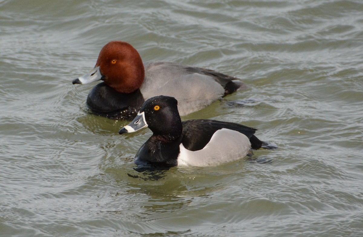 Ring-necked Duck - "Chia" Cory Chiappone ⚡️