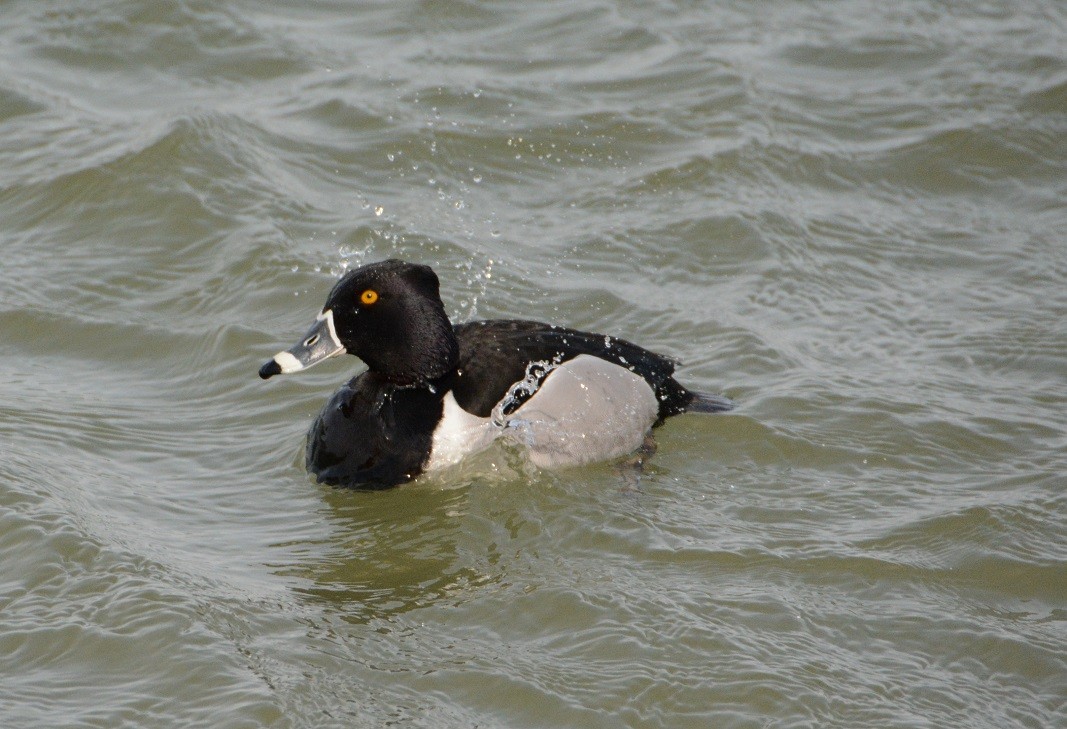 Ring-necked Duck - "Chia" Cory Chiappone ⚡️