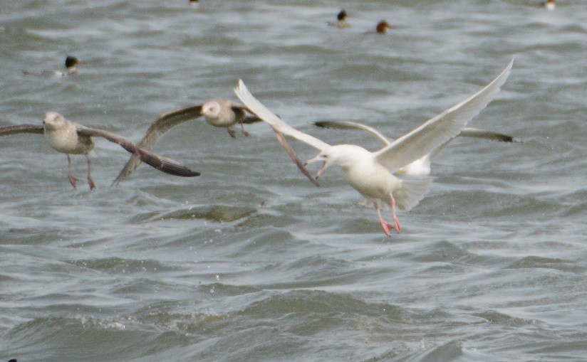 Glaucous Gull - ML26093261