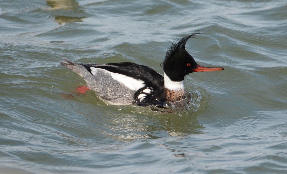 Red-breasted Merganser - ML26093321