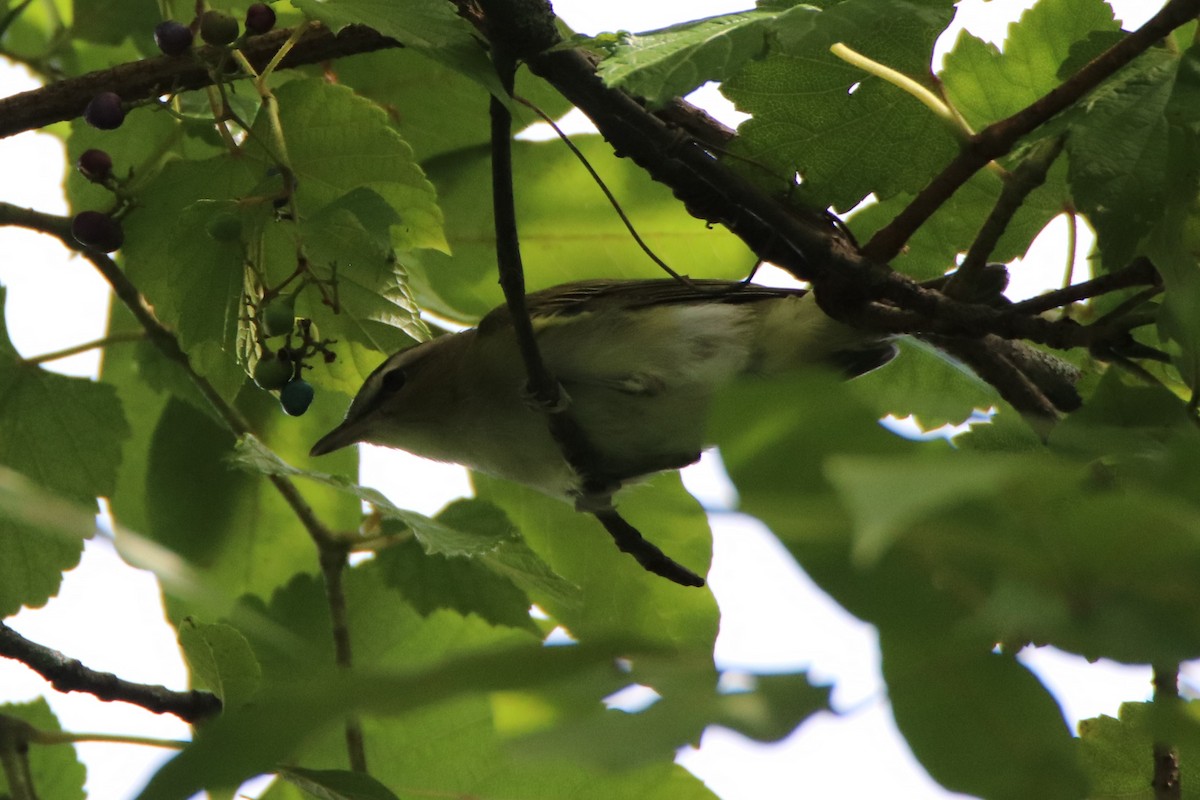 Vireo Ojirrojo - ML260933641