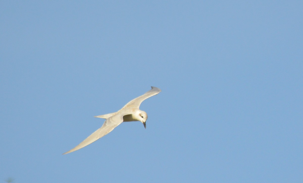 Gull-billed Tern - ML260934391
