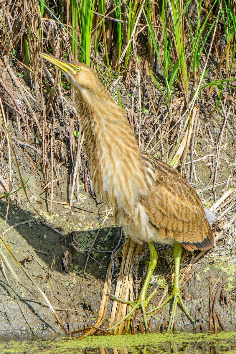 American Bittern - ML260935971