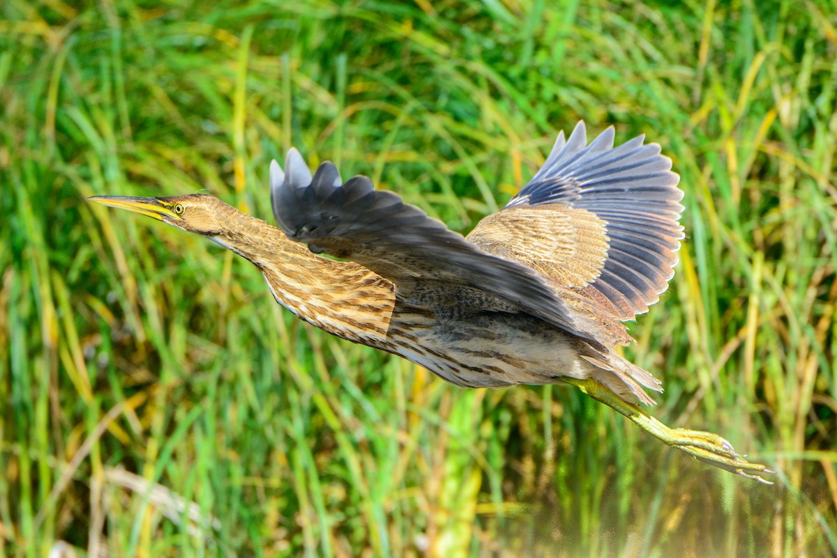 American Bittern - Vicki St Germaine