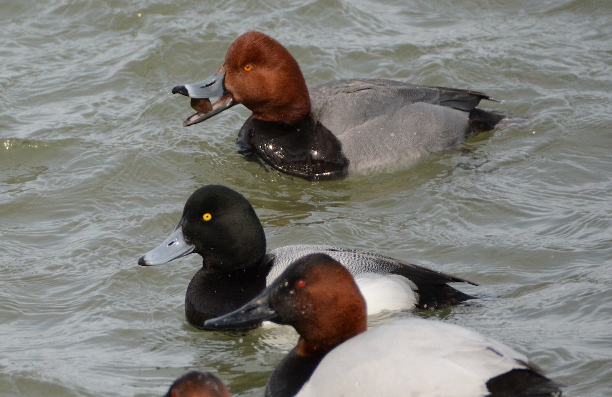 Redhead - ML26093671