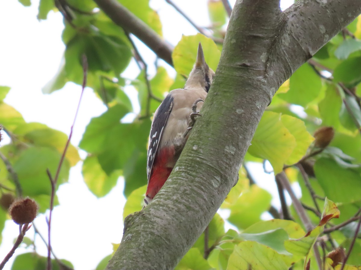 Great Spotted Woodpecker - ML260936881