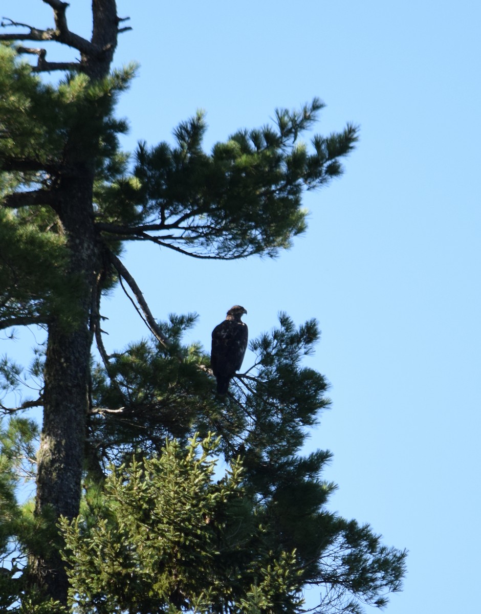 Bald Eagle - Dominique Blanc