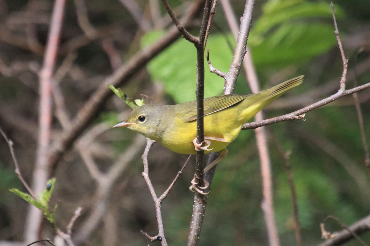 Mourning Warbler - ML260937021