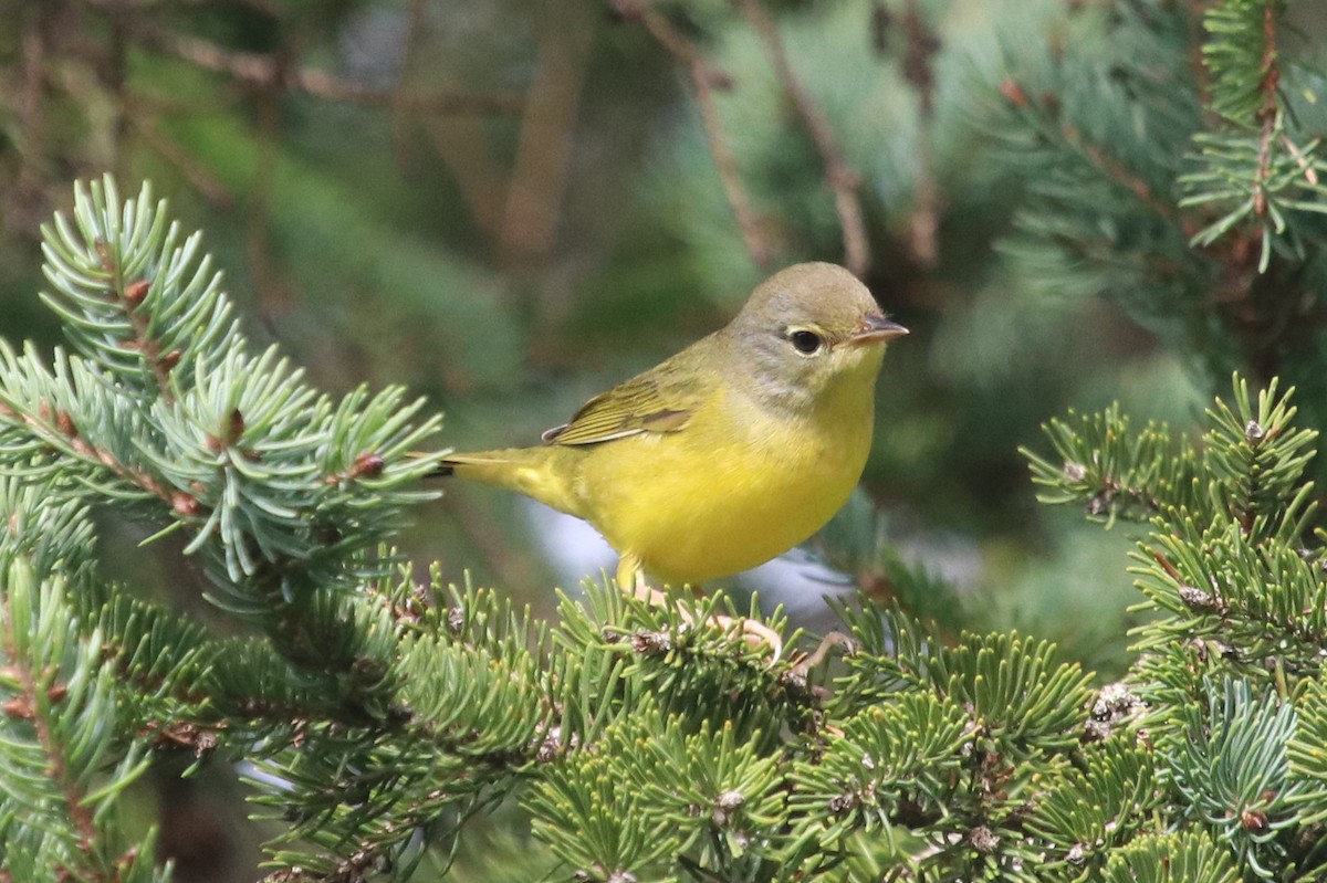 Mourning Warbler - ML260937031