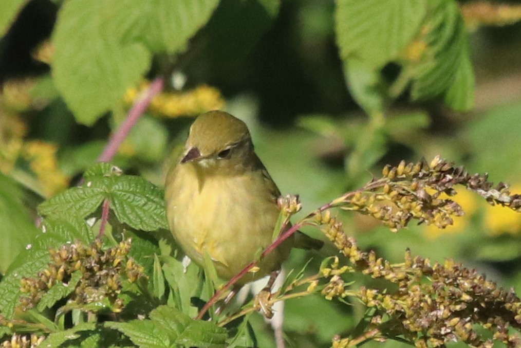 Yellow Warbler - ML260937571