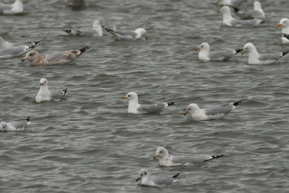 Common Gull (European) - ML26093781