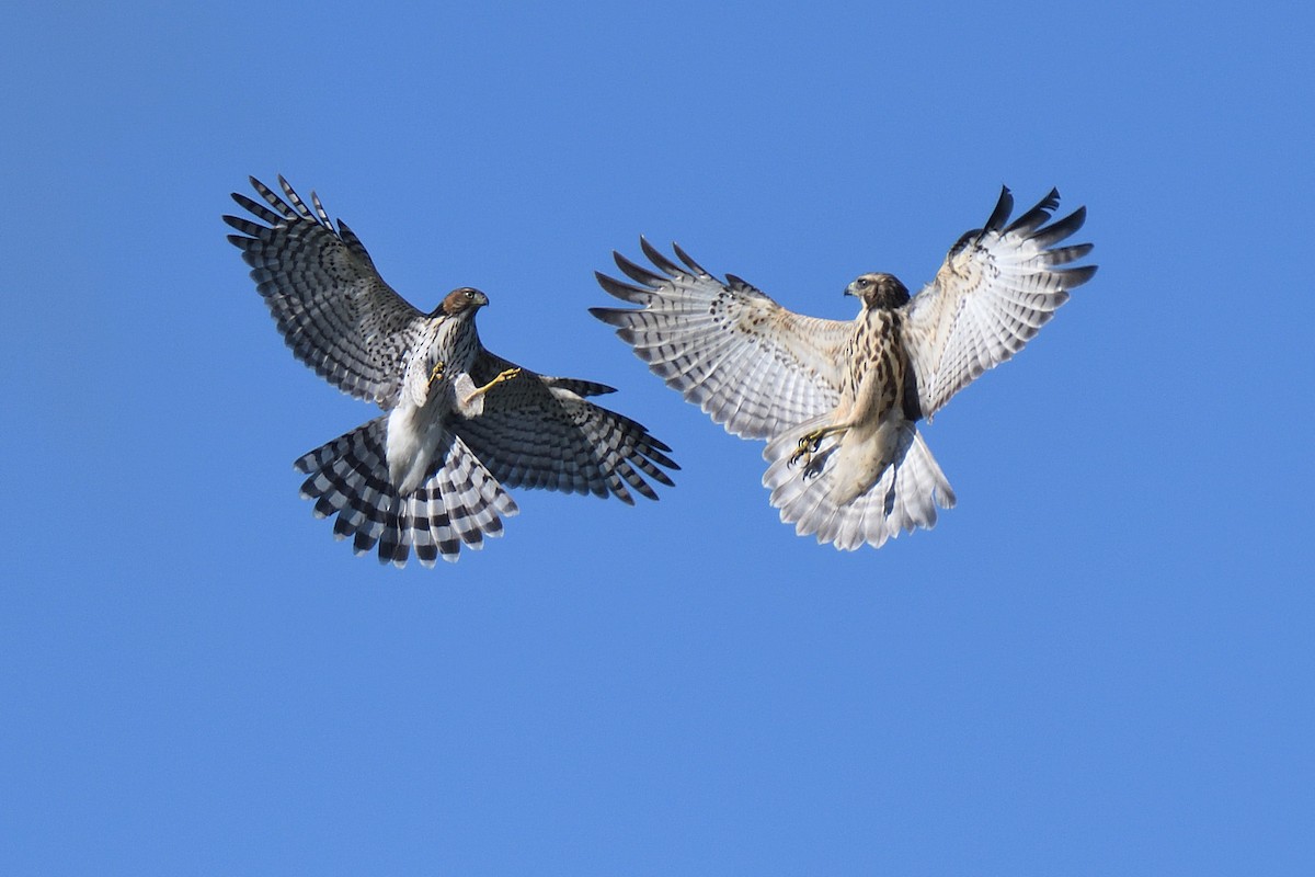 Cooper's Hawk - ML260939431