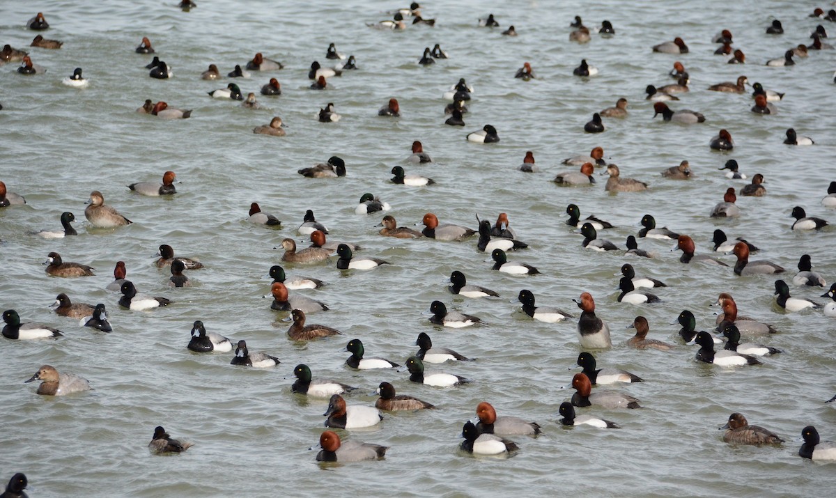 Greater Scaup - ML26094051