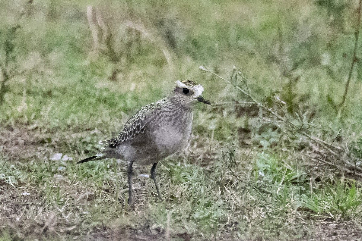 American Golden-Plover - Donald Dixon