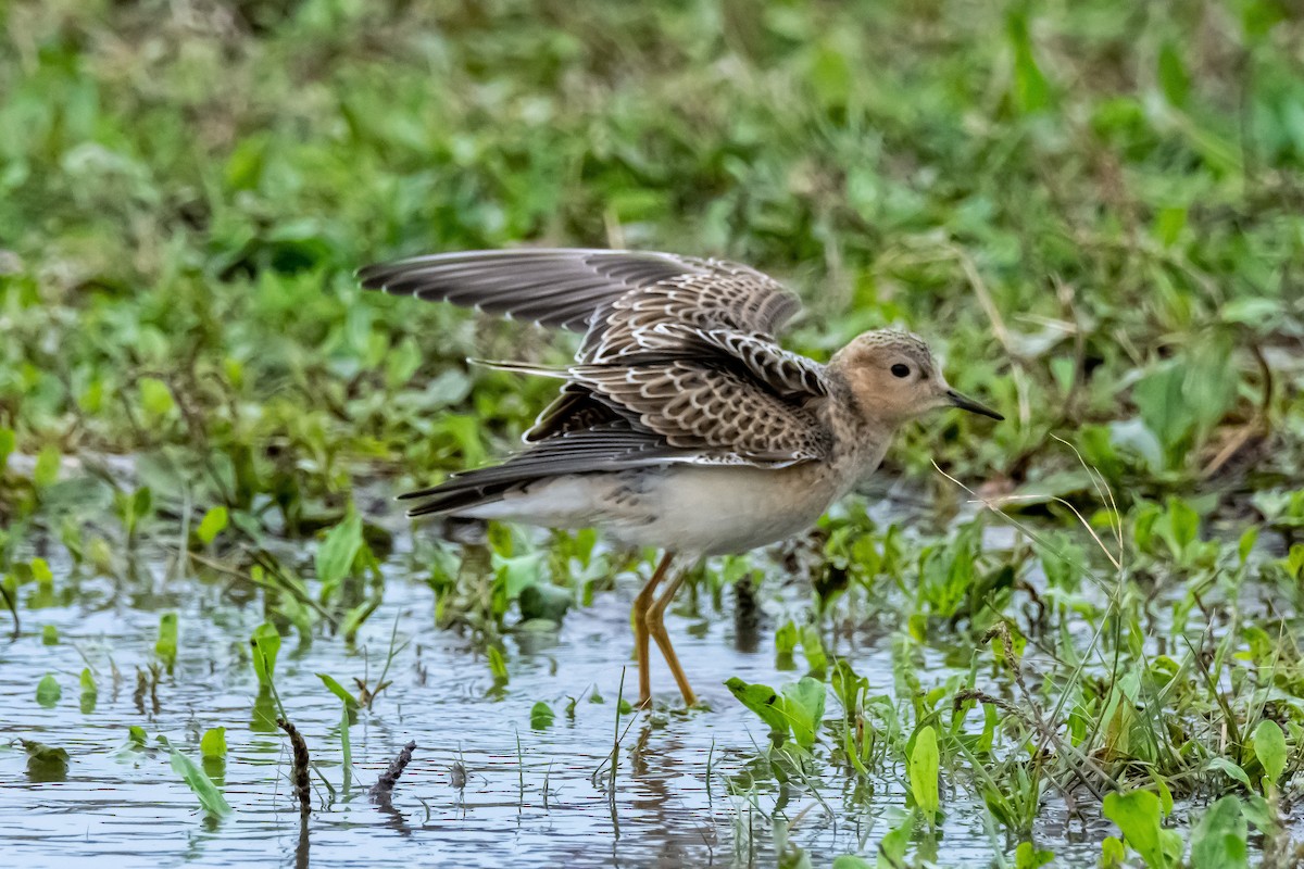 Buff-breasted Sandpiper - Donald Dixon
