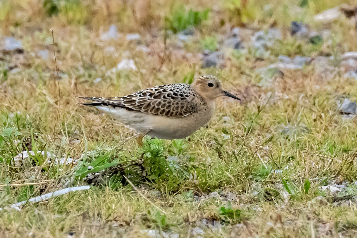 Buff-breasted Sandpiper - Donald Dixon