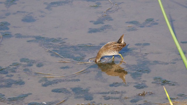 Carolinasumpfhuhn - ML260942001