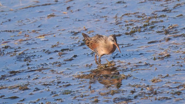 Virginia Rail - ML260942111