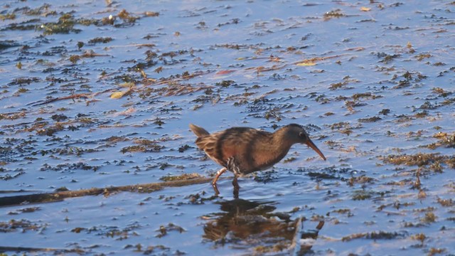 Virginia Rail - ML260942201